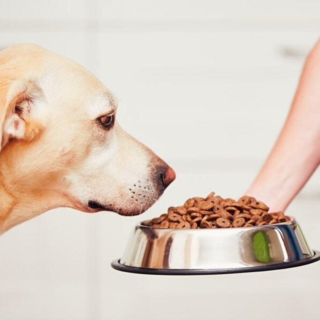 dogs-eating_1200x1200.jpg